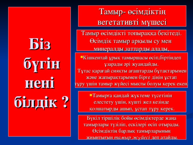 Тамыр- өсімдіктің вегетативті мүшесі Біз  бүгін  нені  білдік ? Тамыр өсімдікті топыраққа бекітеді. Өсімдік тамыр арқылы су мен минералды заттарды алады, Кішкентай ұрық тамыршасы өсіп,біртіндеп ұзарады әрі жуандайды.  Тұтас қарағай сияқты ағаштарды бұтақтарымен  және жапырақтарымен бірге діңін ұстап тұру үшін тамыр жүйесі мықты болуы керек екен. Тамырға қандай жүктеме түсетінін елестету үшін, күшті жел кезінде қолшатырды ашып, ұстап тұру керек. Бүкіл тіршілік бойы өсімдіктерде жаңа тамырлары түзіліп, ескілері өсіп отырады. Өсімдіктің барлық тамырларының жиынтығын тамыр жүйесі деп атайды.