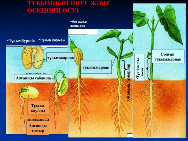 ТҰҚЫМНЫҢ ӨНУІ ЖӘНЕ ӨСКІННІҢ ӨСУІ  Жанама тамырлар Тұқымасты  бөлік Алғашқы жапырақ Тұқым қауызы Тұқымбүршік Солған тұқымжарнақ тұқымжарнақ тұқымжарнақ Алғашқы сабақша Тұқым қауызы Алғашқы тамыр