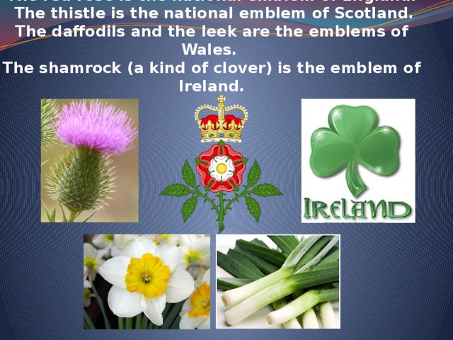 Every country has its own national emblem.  The red rose is the national emblem of England.  The thistle is the national emblem of Scotland.  The daffodils and the leek are the emblems of Wales.  The shamrock (a kind of clover) is the emblem of Ireland.