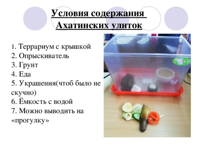 Условия содержания  Ахатинских улиток 1 . Террариум с крышкой 2. Опрыскиватель 3. Грунт 4. Еда 5. Украшения ( чтоб было не скучно) 6. Ёмкость с водой 7. Можно выводить на «прогулку»