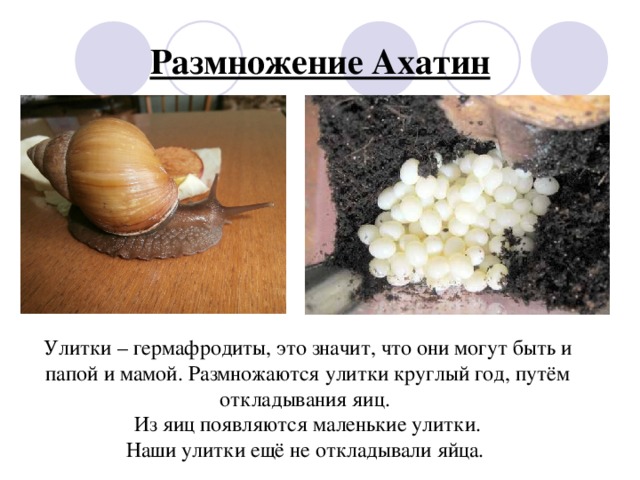 Размножение Ахатин Улитки – гермафродиты, это значит, что они могут быть и папой и мамой. Размножаются улитки круглый год, путём откладывания яиц. Из яиц появляются маленькие улитки. Наши улитки ещё не откладывали яйца.