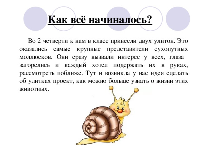 Как всё начиналось?  Во 2 четверти к нам в класс принесли двух улиток.  Это оказались самые крупные представители сухопутных моллюсков. Они сразу вызвали интерес у всех, глаза загорелись и каждый хотел подержать их в руках, рассмотреть поближе. Тут и возникла у нас идея сделать об улитках проект, как можно больше узнать о жизни этих животных.