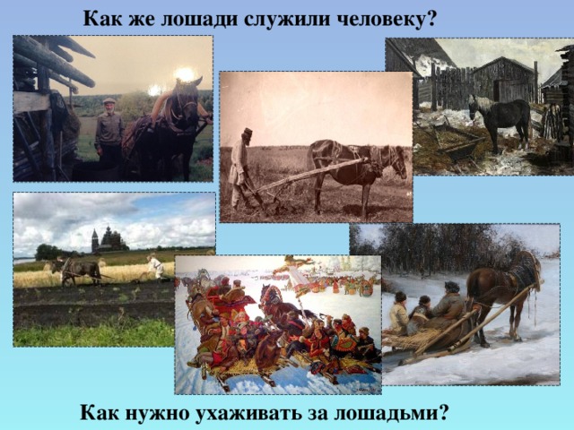 Как же лошади служили человеку?  Как нужно ухаживать за лошадьми?