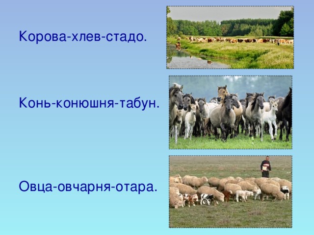 Корова-хлев-стадо. Конь-конюшня-табун. Овца-овчарня-отара.