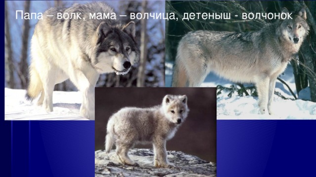 Папа – волк, мама – волчица, детеныш - волчонок