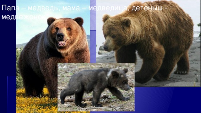Папа – медведь, мама – медведица, детеныш - медвежонок