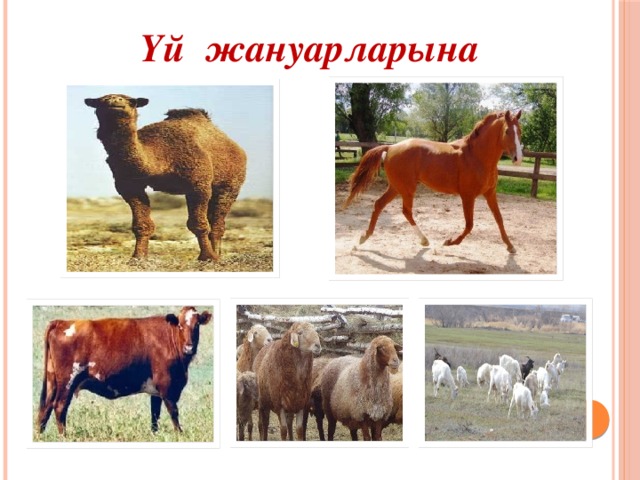 Үй жануарларына