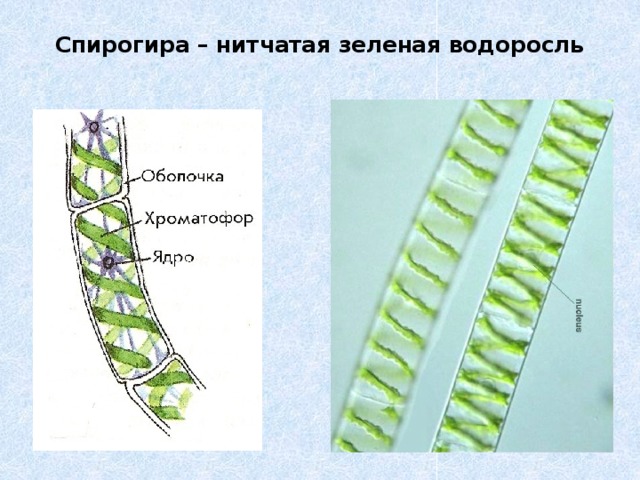 Спирогира – нитчатая зеленая водоросль