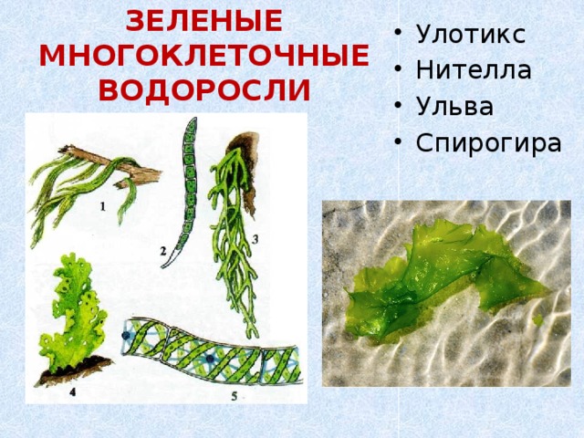 Многоклеточные водоросли состоят из большого числа. Ульва спирогира. Многоклеточные слоевищные водоросли. Многоклеточные зеленые водоросли. Нителла это многоклеточная зеленая водоросль.