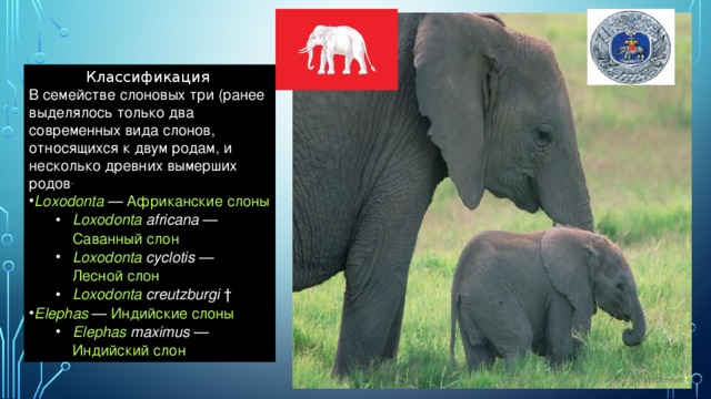 Классификация В семействе слоновых три (ранее выделялось только два современных вида слонов, относящихся к двум родам, и несколько древних вымерших родов .
