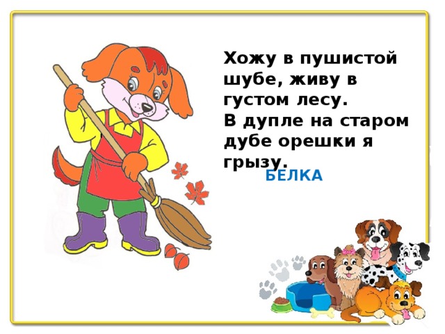 Хожу в пушистой шубе, живу в густом лесу. В дупле на старом дубе орешки я грызу. БЕЛКА