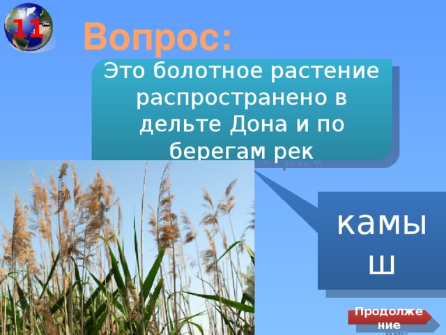 11 Вопрос: Это болотное растение распространено в дельте Дона и по берегам рек камыш Продолжение