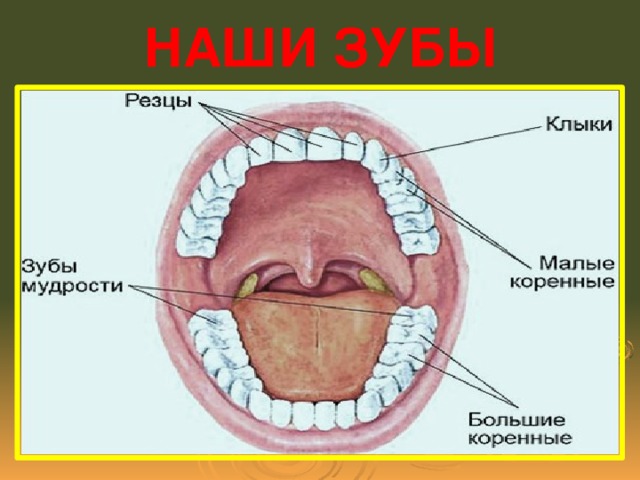 Проект зубы 10 класс