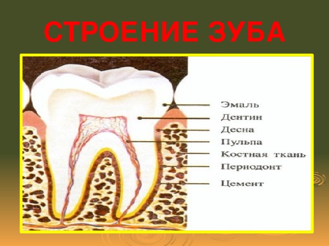 СТРОЕНИЕ ЗУБА