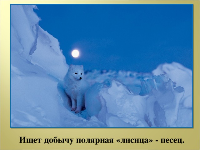 Ищет добычу полярная «лисица» - песец.