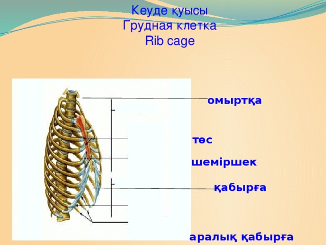 Кеуде қуысы Грудная клетка Rib cage омыртқа төс шеміршек қабырға аралық қабырға
