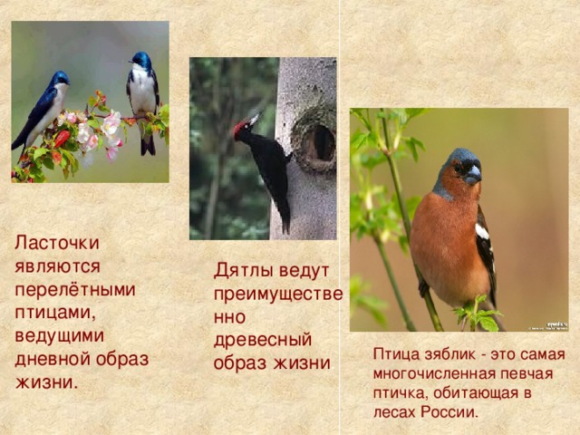 Ласточки являются перелётными птицами, ведущими дневной образ жизни.  Дятлы ведут преимущественно древесный  образ жизни .   Птица зяблик - это самая многочисленная певчая птичка, обитающая  в  лесах России.