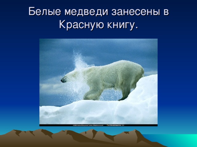 Белые медведи занесены в Красную книгу.