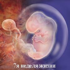 Доклад на тему аборт 4060