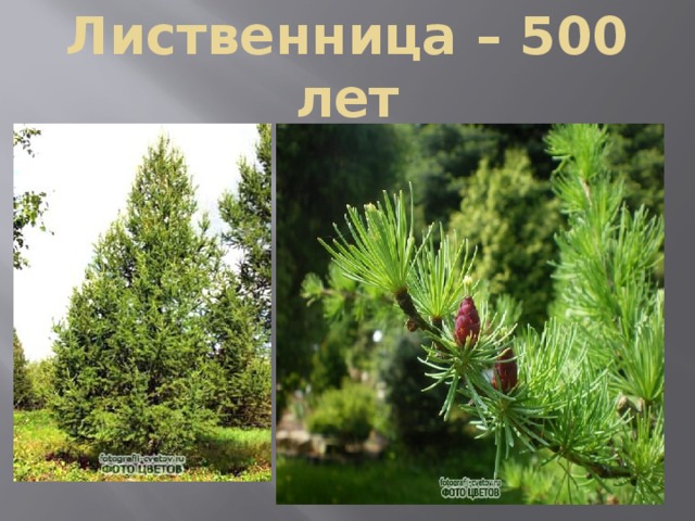 Лиственница – 500 лет