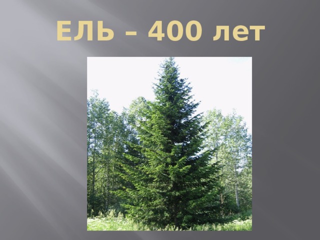 ЕЛЬ – 400 лет