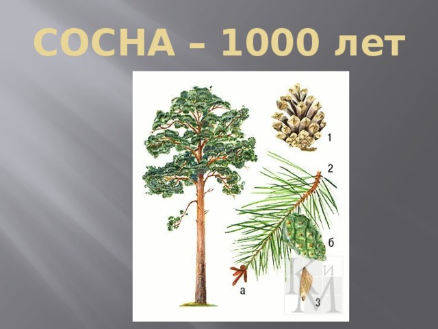 СОСНА – 1000 лет