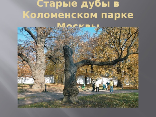 Старые дубы в Коломенском парке Москвы