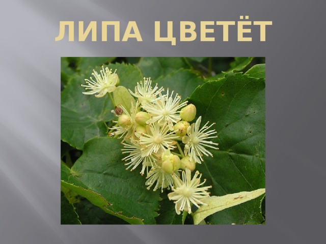 ЛИПА ЦВЕТЁТ