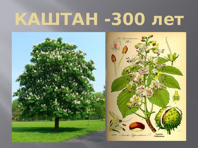 КАШТАН -300 лет