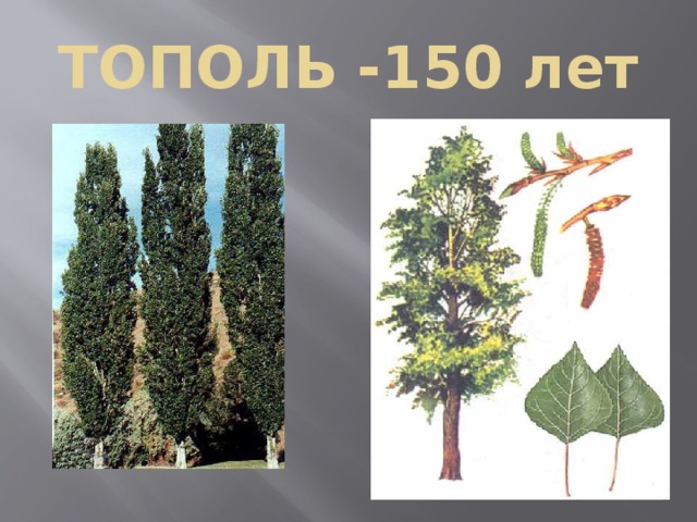 ТОПОЛЬ -150 лет