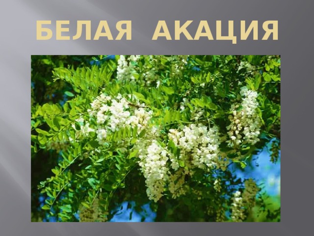 БЕЛАЯ АКАЦИЯ