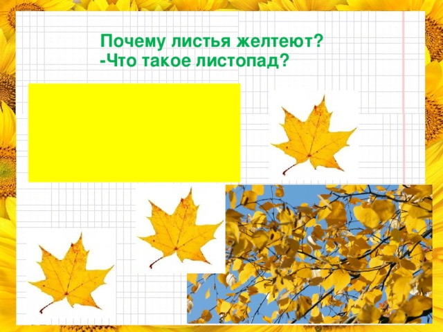 Почему листья желтеют? -Что такое листопад? Желтые листья – сигнал засухи. Осенью земля стала холодной, а холодную воду корни всасывать не могут. Начался листопад.