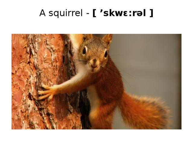 A squirrel - [ ’skwε:rəl ]