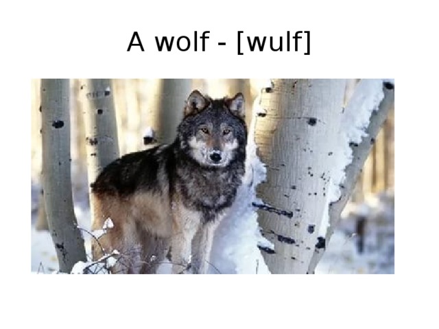 A wolf - [wulf]