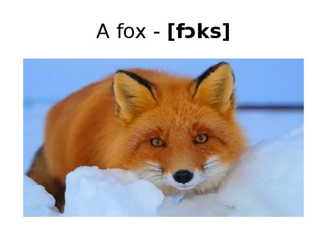 A fox - [fɔks]