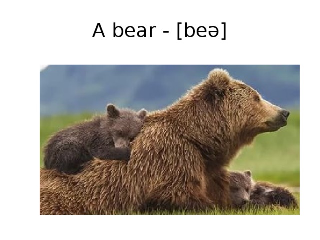 A bear - [beə]