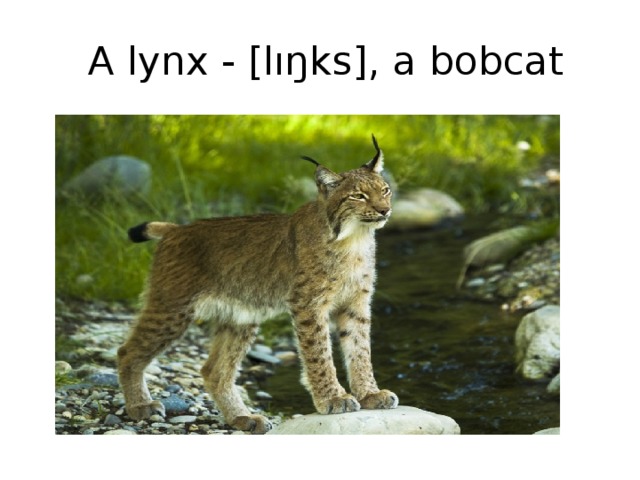 A lynx - [lıŋks], a bobcat