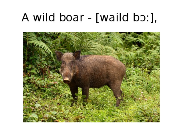 A wild boar - [waild bɔ:],