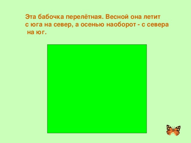 Эта бабочка перелётная. Весной она летит с юга на север, а осенью наоборот - с севера  на юг. АДМИРАЛ