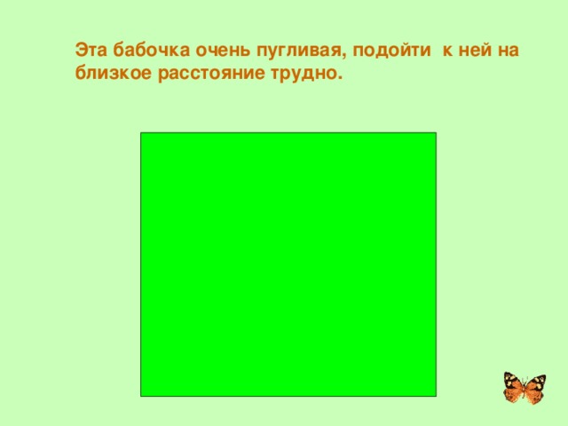 Эта бабочка очень пугливая, подойти к ней на близкое расстояние трудно. ТРАУРНИЦА