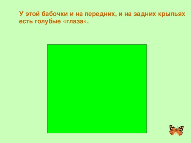 У этой бабочки и на передних, и на задних крыльях есть голубые «глаза». ПАВЛИНИЙ ГЛАЗ