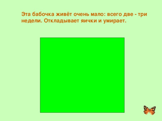 Эта бабочка живёт очень мало: всего две - три недели. Откладывает яички и умирает. ЗОРЬКА