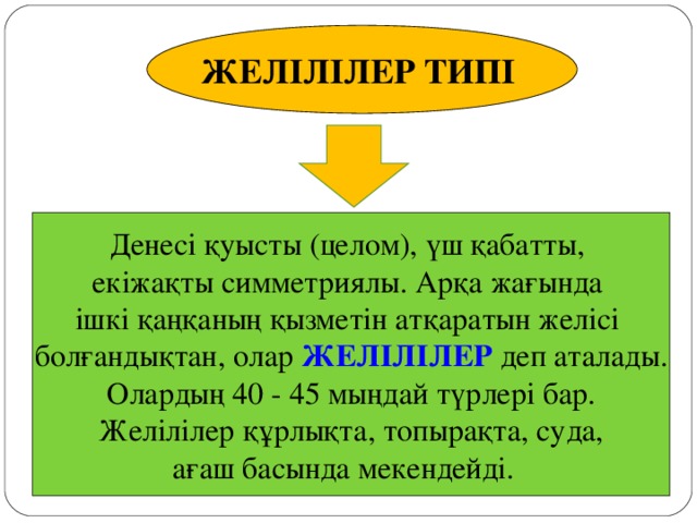 ЖЕЛІЛІЛЕР ТИПІ Денесі қуысты (целом), үш қабатты, екіжақты симметриялы. Арқа жағында ішкі қаңқаның қызметін атқаратын желісі болғандықтан, олар ЖЕЛІЛІЛЕР  деп аталады.  Олардың 40 - 45 мыңдай түрлері бар. Желілілер құрлықта, топырақта, суда,  ағаш басында мекендейді.