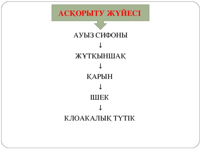 АСҚОРЫТУ ЖҮЙЕСІ АУЫЗ СИФОНЫ ↓ ЖҰТҚЫНШАҚ ↓ ҚАРЫН ↓ ІШЕК ↓ КЛОАКАЛЫҚ ТҮТІК