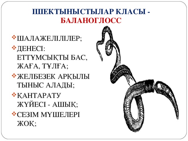 ІШЕКТЫНЫСТЫЛАР КЛАСЫ - БАЛАНОГЛОСС