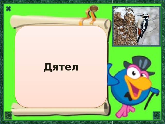 Название Дятел состоит в родстве со словами «долбить, долото», но в нём произошли большие звуковые изменения.