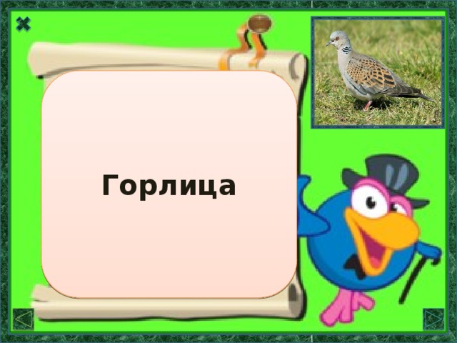 Слово «горлица» родственно слову «горло». Горлица У горлицы большой зоб, который отличает её  от других птиц.