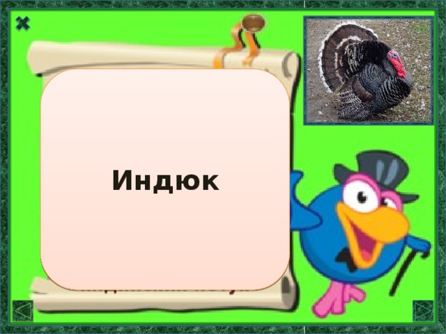 Название этой птицы связано с названием родины. Индюк  Родина индюков – Америка, которую первоначально называли Индией:  слово «индюк» имеет значение «индийский петух»