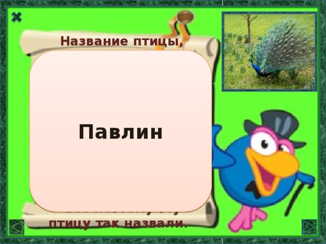 Название птицы, Павлин родственно слову «павильон», которое во французском языке имеет значение «палатка, шатёр». Распущенный павлиний хвост похож на красочный шатёр.  Вот поэтому эту птицу так назвали.