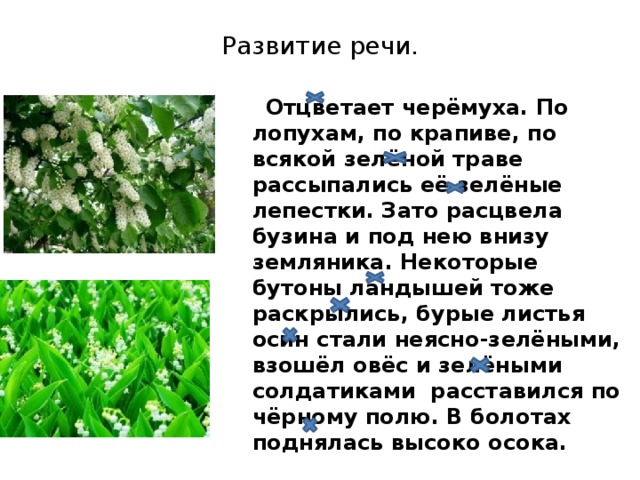 Развитие речи.  Отцветает черёмуха. По лопухам, по крапиве, по всякой зелёной траве рассыпались её зелёные лепестки. Зато расцвела бузина и под нею внизу земляника. Некоторые бутоны ландышей тоже раскрылись, бурые листья осин стали неясно-зелёными, взошёл овёс и зелёными солдатиками расставился по чёрному полю. В болотах поднялась высоко осока.